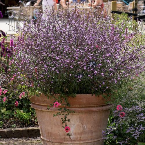 فربينا بامبتون - Verbena Bampton