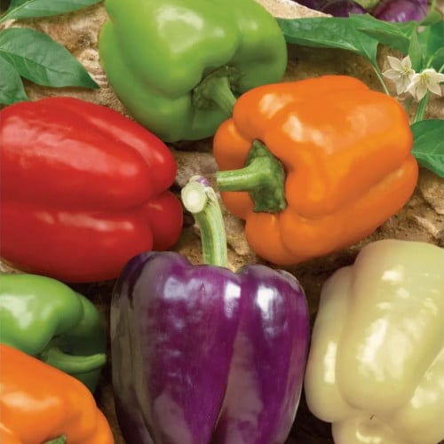 مكس فلفل حلو قوس المطر - Rainbow Bell Blend