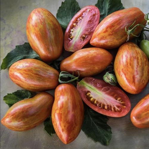 طماطم نار البراري - Prairie Fire Tomato