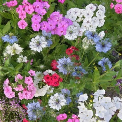 مكس زهور حديقة الجنيات - Fairy Garden Mix