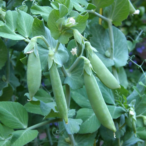 بازلاء القرمشة الصغيرة - Little Crunch Snap Peas