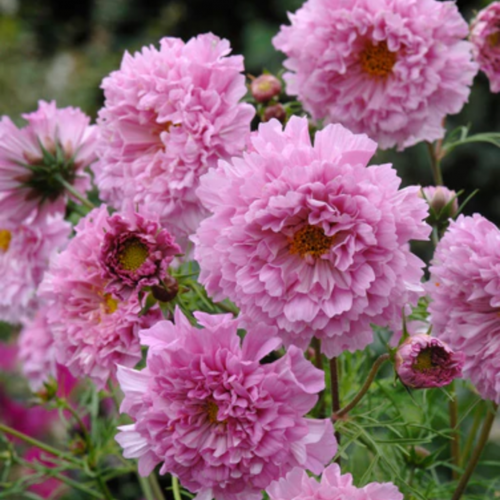 كوزموس بون بون - Rose Bon Bon Cosmos