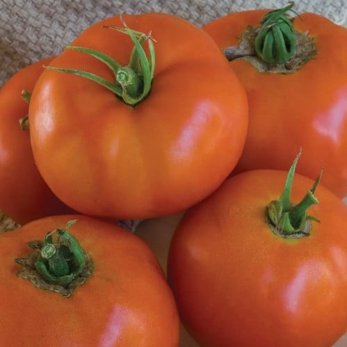طماطم شريحة اللحم الممتازة - Super Beefsteak Tomato