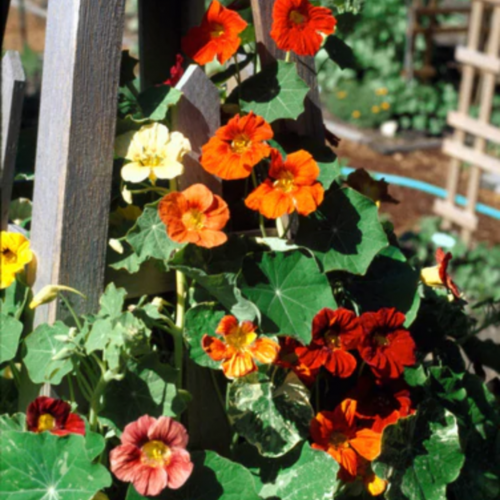 مكس أبو خنجر جوهرة الأمازون - Amazon Jewel Nasturtiums