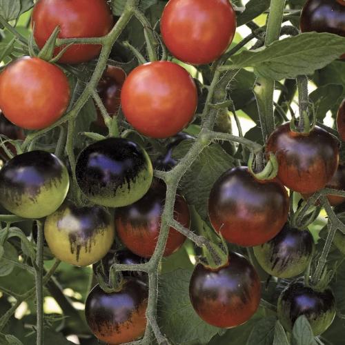 طماطم سناك منتصف الليل - Midnight Snack Tomato
