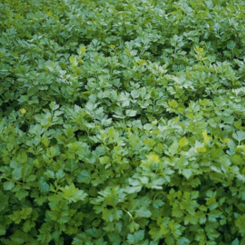 ورقيات الكرفس - Amsterdam Seasoning Celery