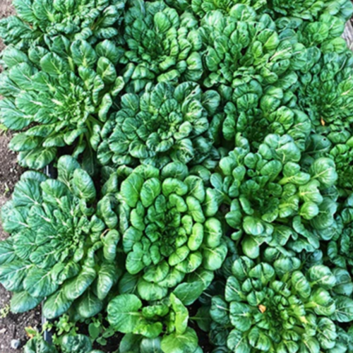 تاتسوي - Rosette Tatsoi