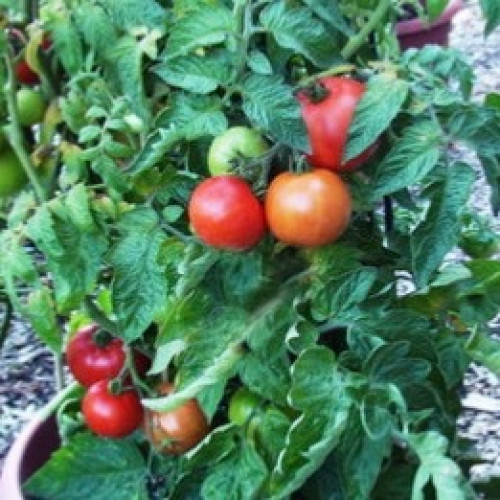 طماطم قزمي - Super Bush Tomato