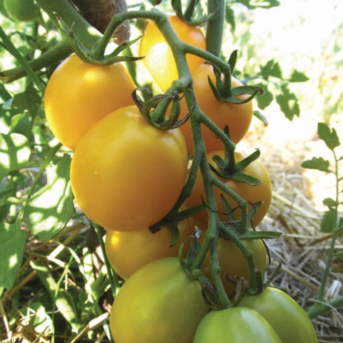 طماطم البرقوق الأصفر - Yellow Plum Tomato