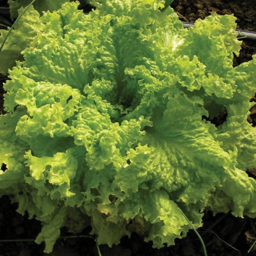 خس المنحدرات الكبرى - Grand Rapids Leaf Lettuce
