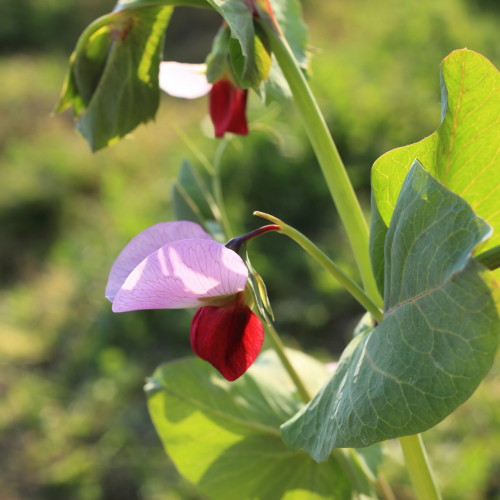 بازلاء زهرة ماغنوليا - Magnolia Blossom Tall Snap Peas