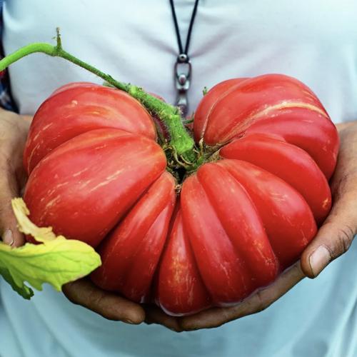 طماطم الجاز الوردي - Pink Jazz Tomato