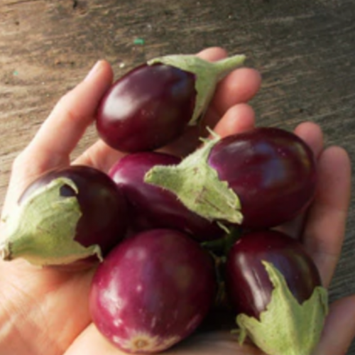 باذنجان الأمير الصغير - Little Prince Eggplant