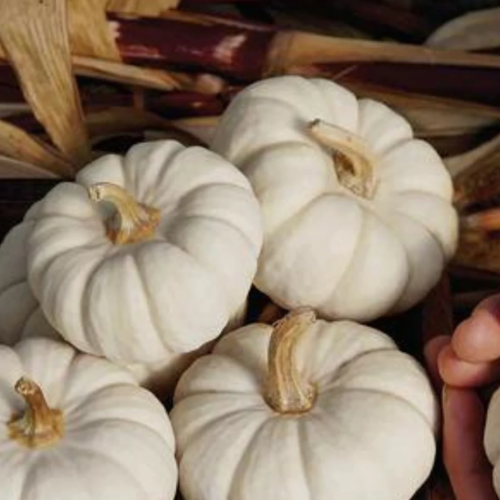 يقطين بيبي بو - Baby Boo Pumpkin