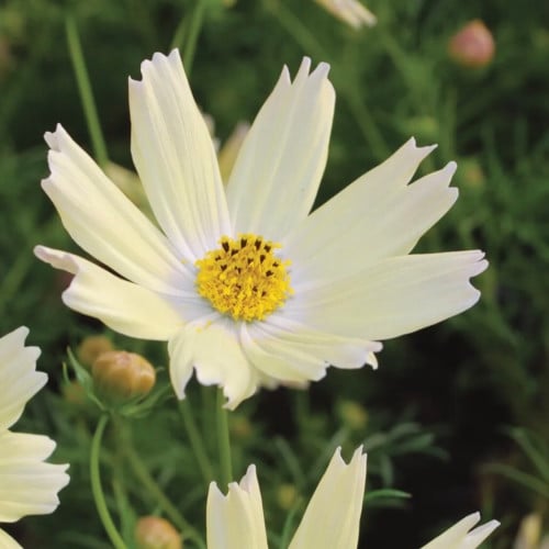 كوزموس الليمون - Lemonade Cosmos