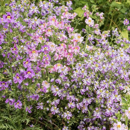 زهرة الفراشة أوركيد الرجل الفقير - Butterfly Flower Dr Badger's Mix