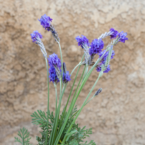 لافندر مصري - Fernleaf Lavender