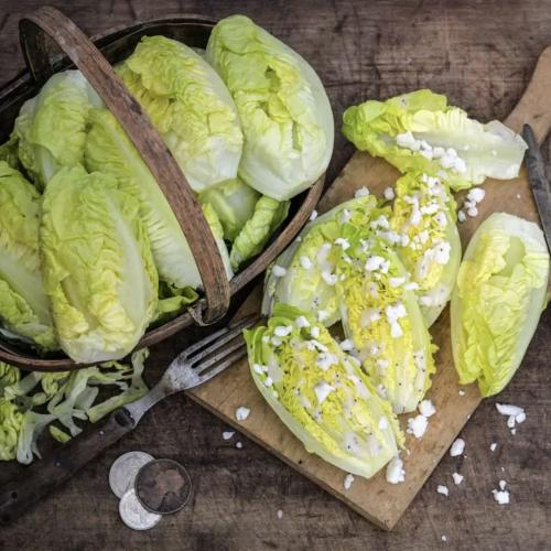خس الجوهرة الصغيرة - Little Gem Lettuce