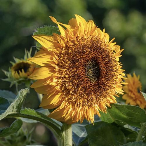 دوار الشمس كريم بروليه - Creme Brûlée Sunflower