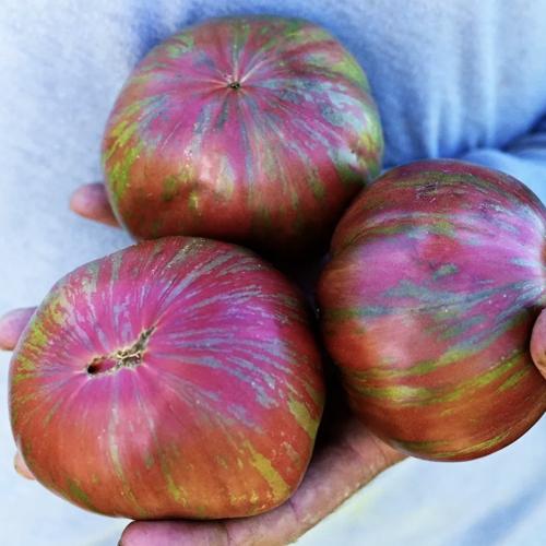طماطم الصبغ الوردي - Berkeley Tie-Dye Pink Tomato