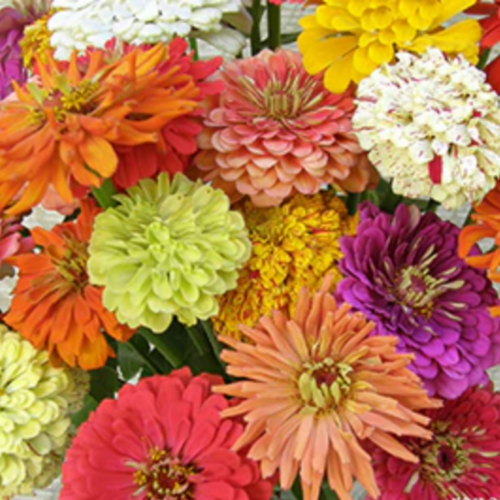 مكس 4 أنواع زينيا باقة الجدة - Granny’s Bouquet Zinnias