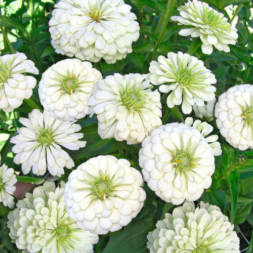 زينيا بيضاء الدب القطبي - Polar Bear Zinnias