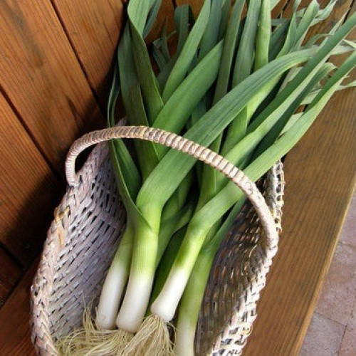 كراث ألماني ستريسن - German Leeks Striesen