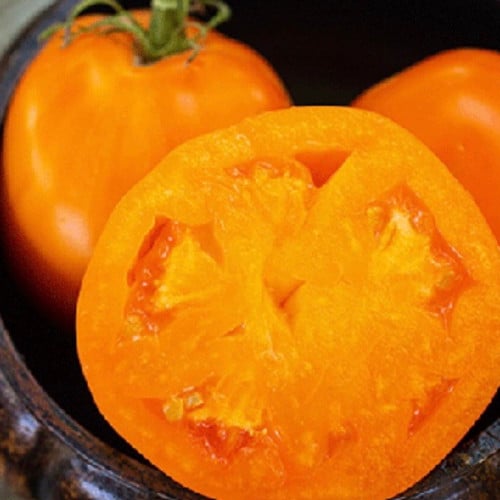 طماطم غروب الشمس لأبي - Dad's Sunset Tomato