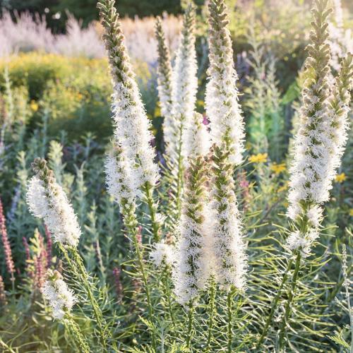 النجم المشتعل أبيض - Blazing Star Floristan White