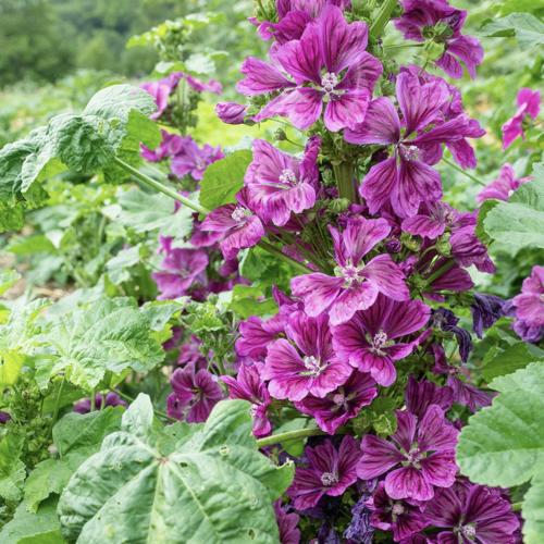 خبازة موريتانيا البرية - Malva Mauritanica