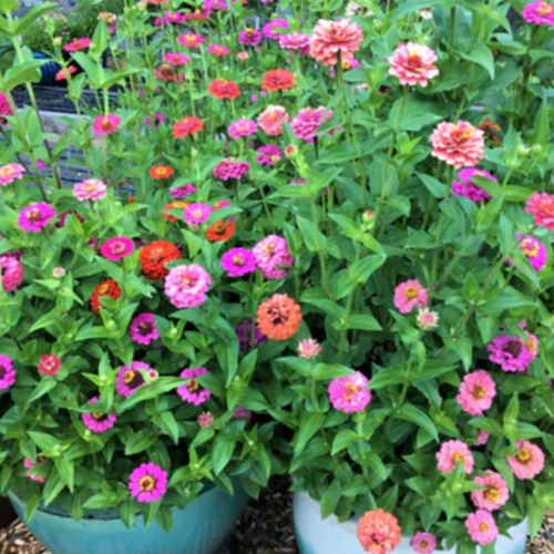 مكس زينيا قزمية - Thumbelina Dwarf Zinnias