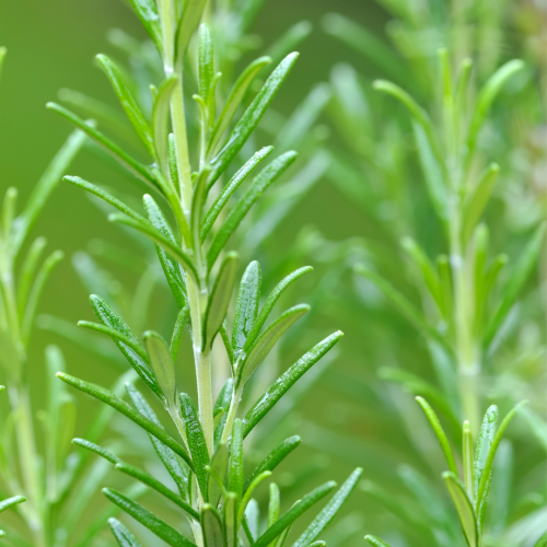 أكليل الجبل فرنسي - French Rosemary