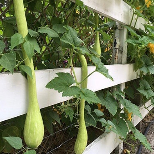 كوسه بوق البينجا الإيطالية المتسلقة - Summer Squash Trombetta di Albenga
