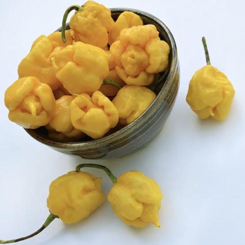 فلفل حار الأصيصات الصفراء - Yellow Seven Pot Hot Pepper