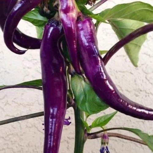 فلفل الكايين الحار البنفسجي - Cayenne Purple Pepper
