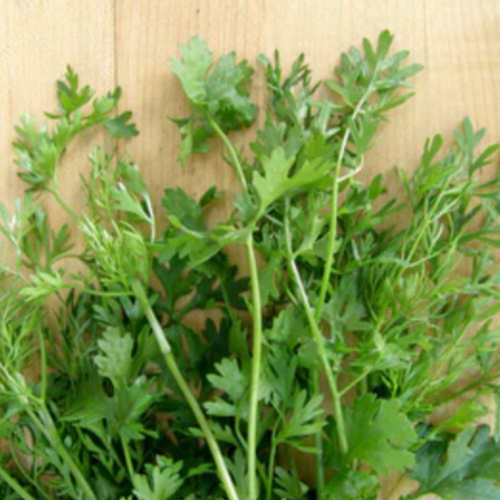 كزبرة فيتنامية - Bac Lieu Vietnamese Cilantro