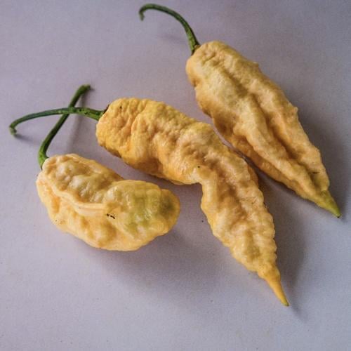 فلفل حار جاي جولوكيا الخوخي  - Jay's Peach Bhut Jolokia Hot Pepper