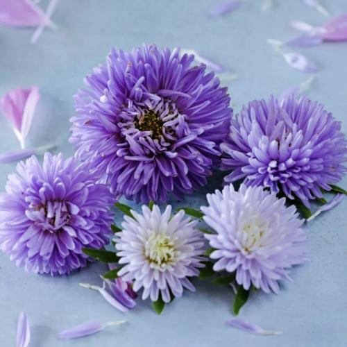 أستر جالا لافندر - Gala Lavender Aster