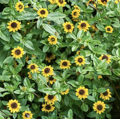 زينيا زاحفة - Creeping Zinnia