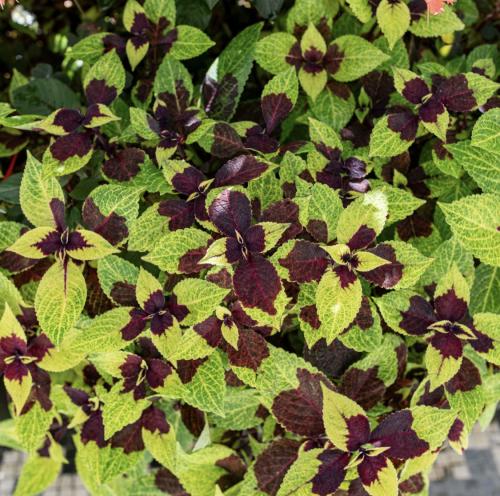 سجاد مفاجأة الأناناس - Coleus Pineapple Surprise