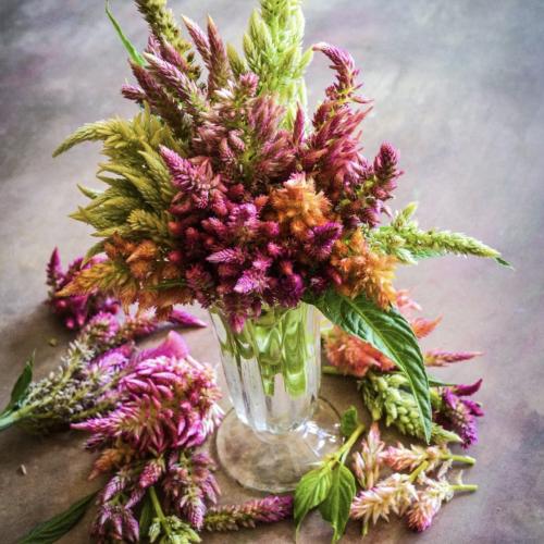 مكس عرف الديك مثلجات الفواكة - Rainbow Sherbet Celosia Mix