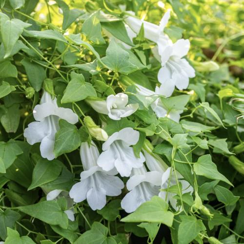 أسارينا بياض الثلج - Asarina Snow white