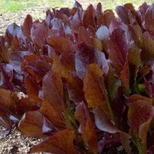 خس البحر الأحمر - Lettuce Sea of Red