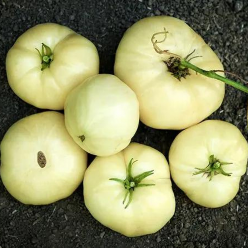 طماطم البيضاء العظيمة - Great White Tomato