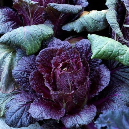 ملفوف الكيمتشي نابا البنفسجي - Napa Cabbage Purple Express