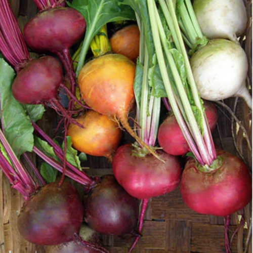 مكس شمندر 5 ألوان - Five Color Rainbow Beets