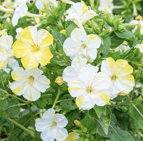 شب الليل دوامة الليمون - Four O'Clock Lemon Swirl