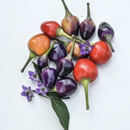 فلفل حار ابن الأزرق - Filius Blue Pepper Hot