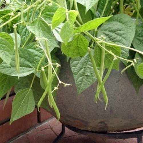 فاصوليا فرنسية قزمية - French Mascotte Bush Beans