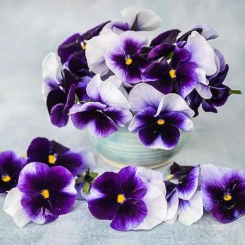 بانسي المنارات - Super Beaconsfield Pansy